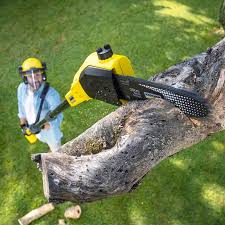 Best Tree Health Inspection  in Valley Center, CA